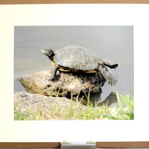 Red-eared Slider Turtle Print Archival Mounted with Acid-free Mat and Board 11&quot; X 14&quot;