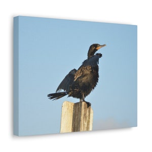 Cormorant Lifting Wings Photograph on Canvas