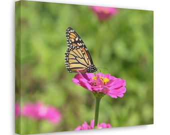 Monarch Butterfly Pink Zinnia Flower Photograph on Canvas