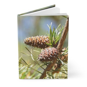 May include: Two brown pine cones with green needles on a branch against a blurred background.