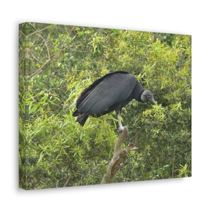 Black Vulture Photograph on Canvas