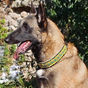 dog collar