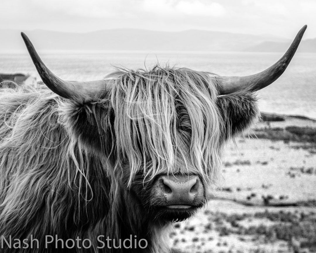 Scottish Highland Coo Black and White Photograph Digital Download - Etsy