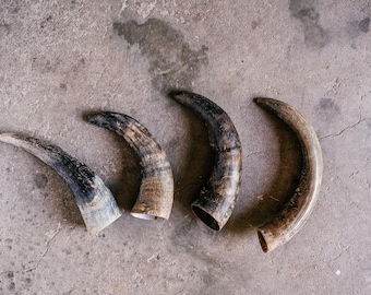 Set of 4 cow horns