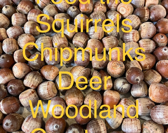 Acorns, Squirrel Food, Deer Food, Chipmunks, Wildlife Food, Critter
