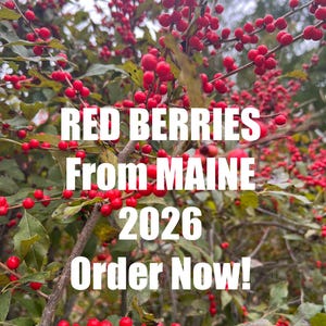 May include: A dense holly bush with numerous bright red berries on thin brown branches and green leaves. The image features white text that reads: RED BERRIES From MAINE 2026 Order Now! The plant is captured in a natural outdoor setting.