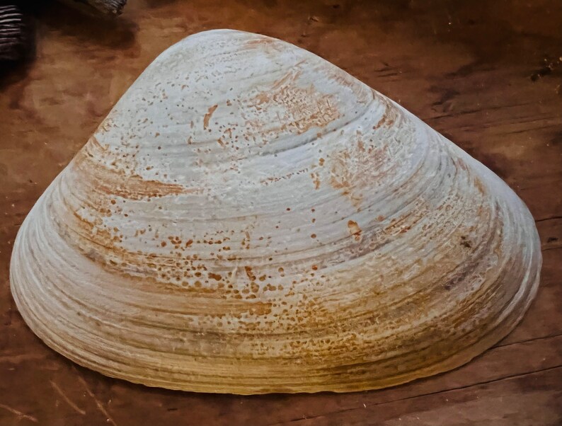 CLAM SHELLS for Baking Etsy