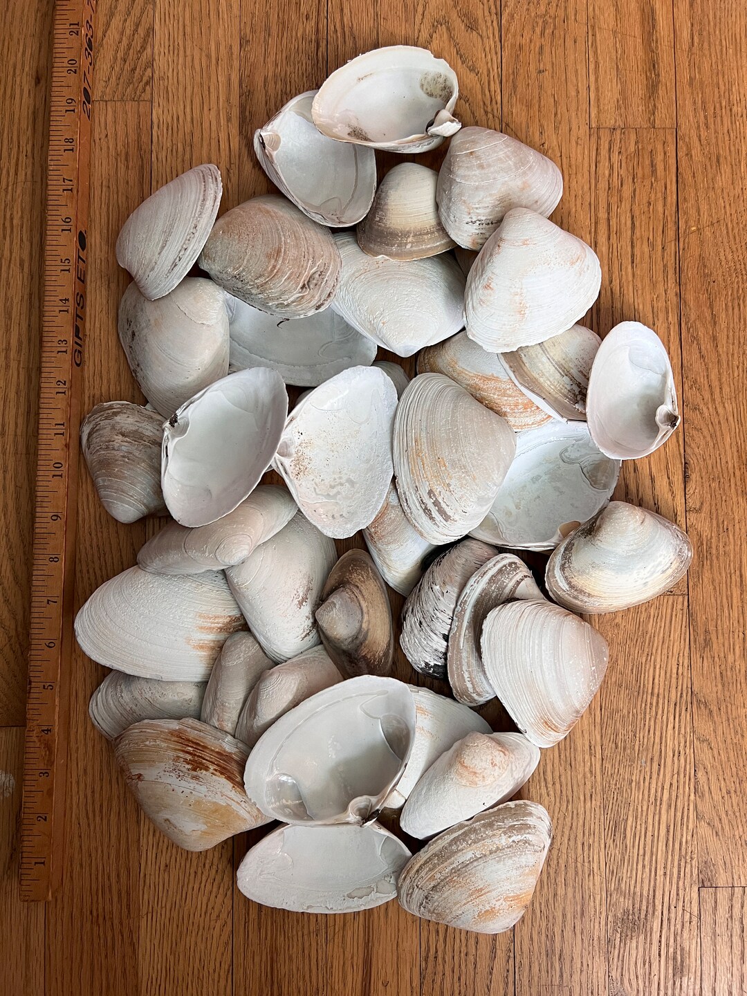 Bulk Clam Shells Clam Shells for Garden. Seashells for Crafts. Etsy