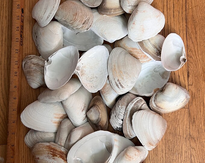 Bulk Clam Shells Clam Shells for Garden. Seashells for Crafts. Maine
