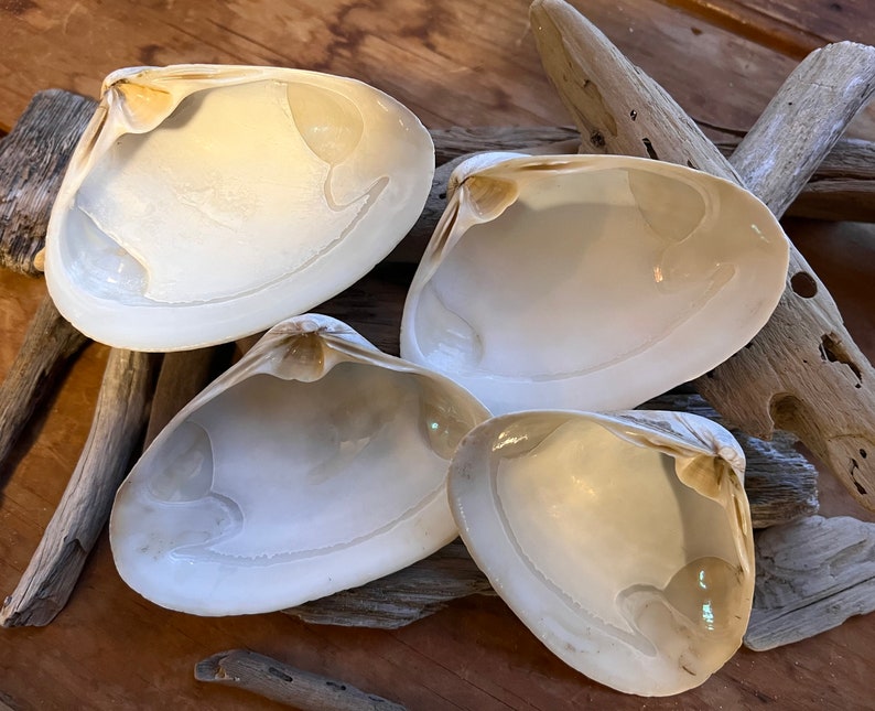 CLAM SHELLS for Baking Etsy