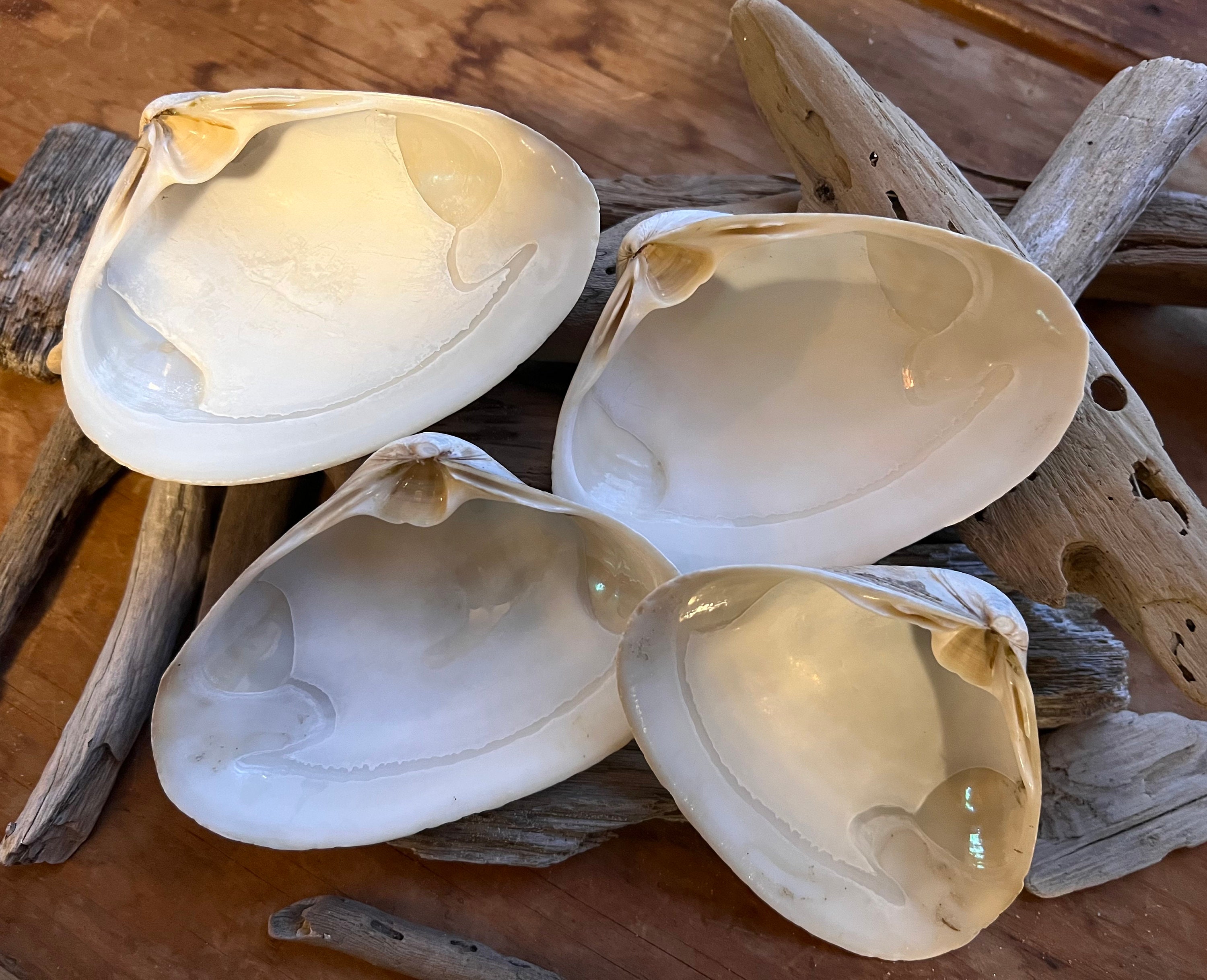 CLAM SHELLS for Baking Etsy