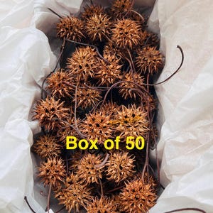 May include: A box of 50 brown dried spiky seed pods, also known as sweet gum balls, with stems.  Box of 50.