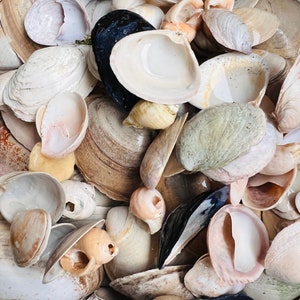 Maine Seashell Mix: Bulk Clam Shells for Crafts & Decor