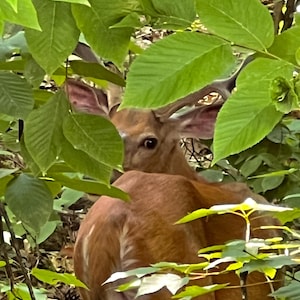 May include: A brown deer with visible antlers partially obscured by vibrant green foliage. The deer is positioned facing away from the camera, with its head turned to look back, showcasing its ears and dark eyes amidst the leaves.