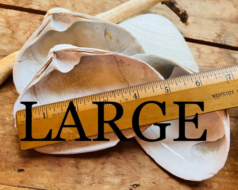 CLAM SHELLS for Baking Etsy