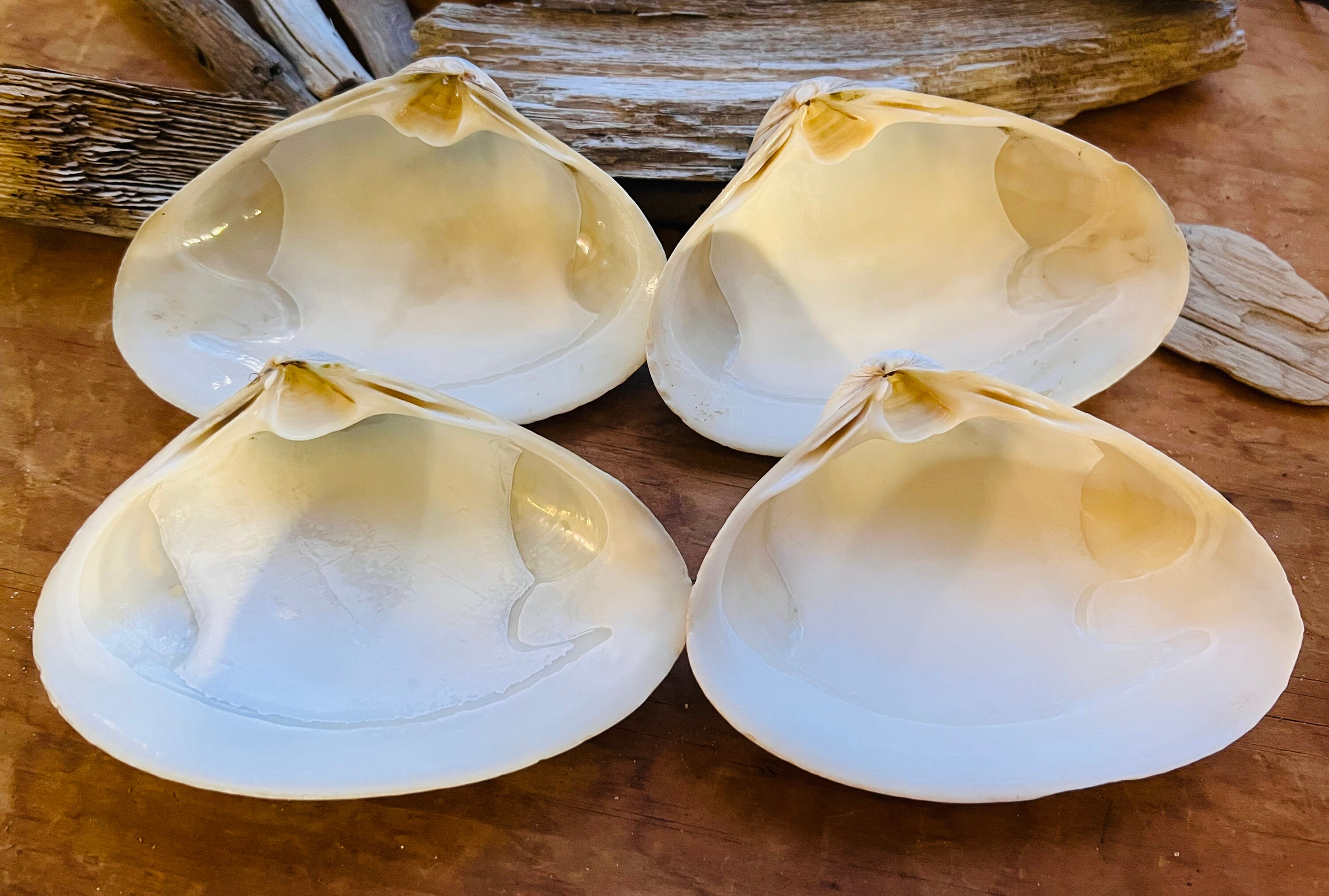 CLAM SHELLS for Baking Etsy