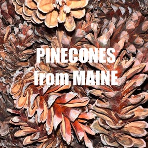 May include: A collection of brown, woody pinecones with overlapping scales. The text "PINECONES from MAINE" is printed in white, bold, sans-serif capital letters across the center of the image, overlaying the natural texture of the pinecones.