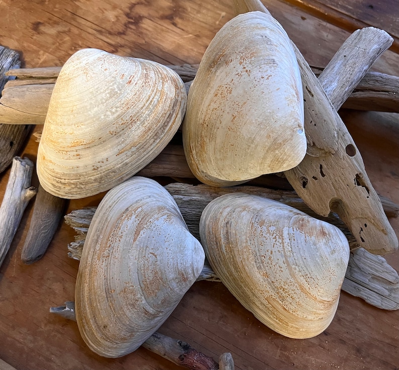 CLAM SHELLS for Baking Etsy