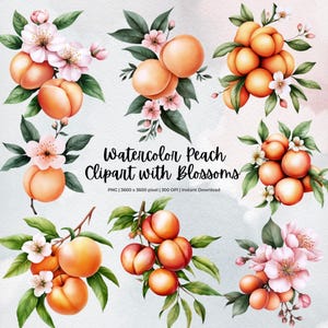 Peach Fruit and Blossom Clipart Set | Watercolor Peaches with Leaves and Flowers | 16 PNGs | Transparent Background | Instant Download
