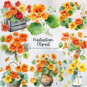 Capuchina, flor naranja en acuarela PNG, arte floral de jardín rústico, flores silvestres de verano, estilo cottagecore, diario basura, álbum de recortes