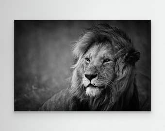 Regal by Mohammed Alnaser