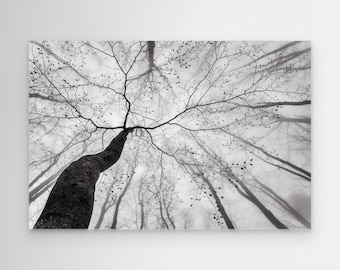 A view of the tree crown by Tom Pavlasek