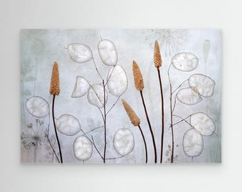 Lunaria by Mandy Disher