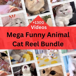 Mega Funny Cats Reels Bundle, Cat Reels Video, Conteúdo de mídia social, Amante de animais, Instagram, Tiktok, Facebook, Youtube, Direitos de revenda master