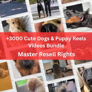 Pacote com mais de 3.000 vídeos fofos de cachorros e filhotes, vídeos de cachorros e animais de estimação, download digital para mídias sociais, Instagram, Youtube, Facebook, Tik Tok