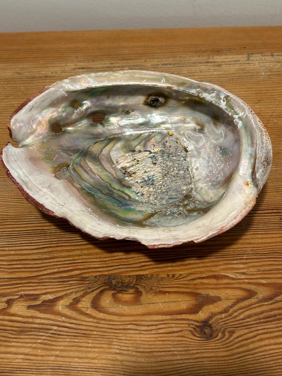 Abalone Shell Trinket/Jewelry/Soap Dish - image 2