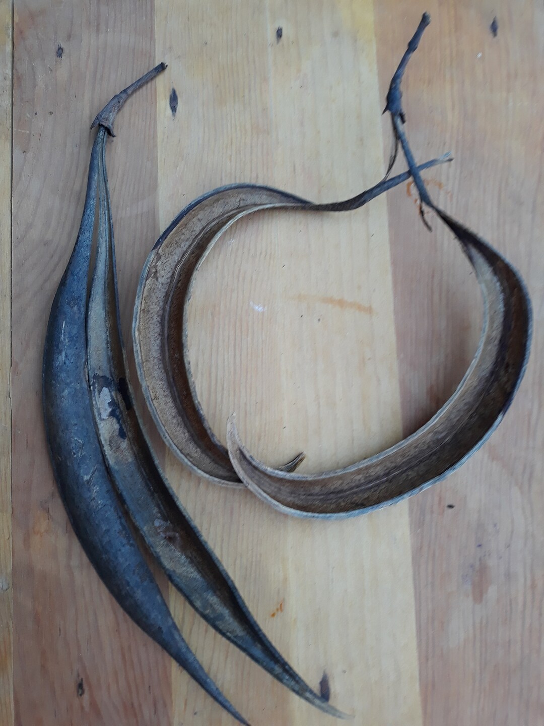 Trumpet Vine Seed Pods 2 Seedless Pods Pair 2 Etsy