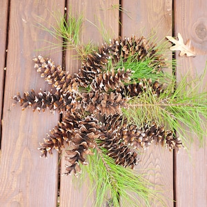 May include: A collection of brown pine cones with white tips, arranged on a wooden surface with green pine needles.