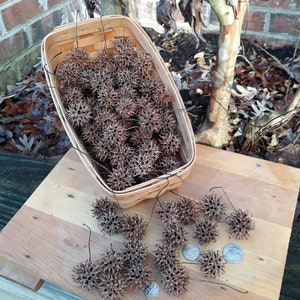 Sweetgum Balls Seed Pods Burr Balls Sticky Balls Witch&#39;s Burr Bulk set of 100