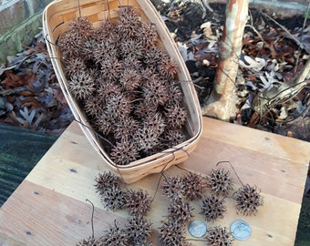 Sweetgum Balls, Natural Pods for Crafts and Decor set of 100