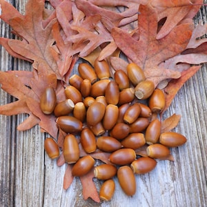 May include: A collection of brown acorns with light brown caps, resting on a bed of dried, reddish-brown oak leaves. The arrangement is set against a weathered, gray wooden surface, creating a natural, autumnal scene.
