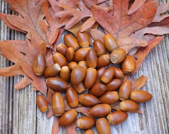 May include: A collection of brown acorns with light brown caps, resting on a bed of dried, reddish-brown oak leaves. The arrangement is set against a weathered, gray wooden surface, creating a natural, autumnal scene.