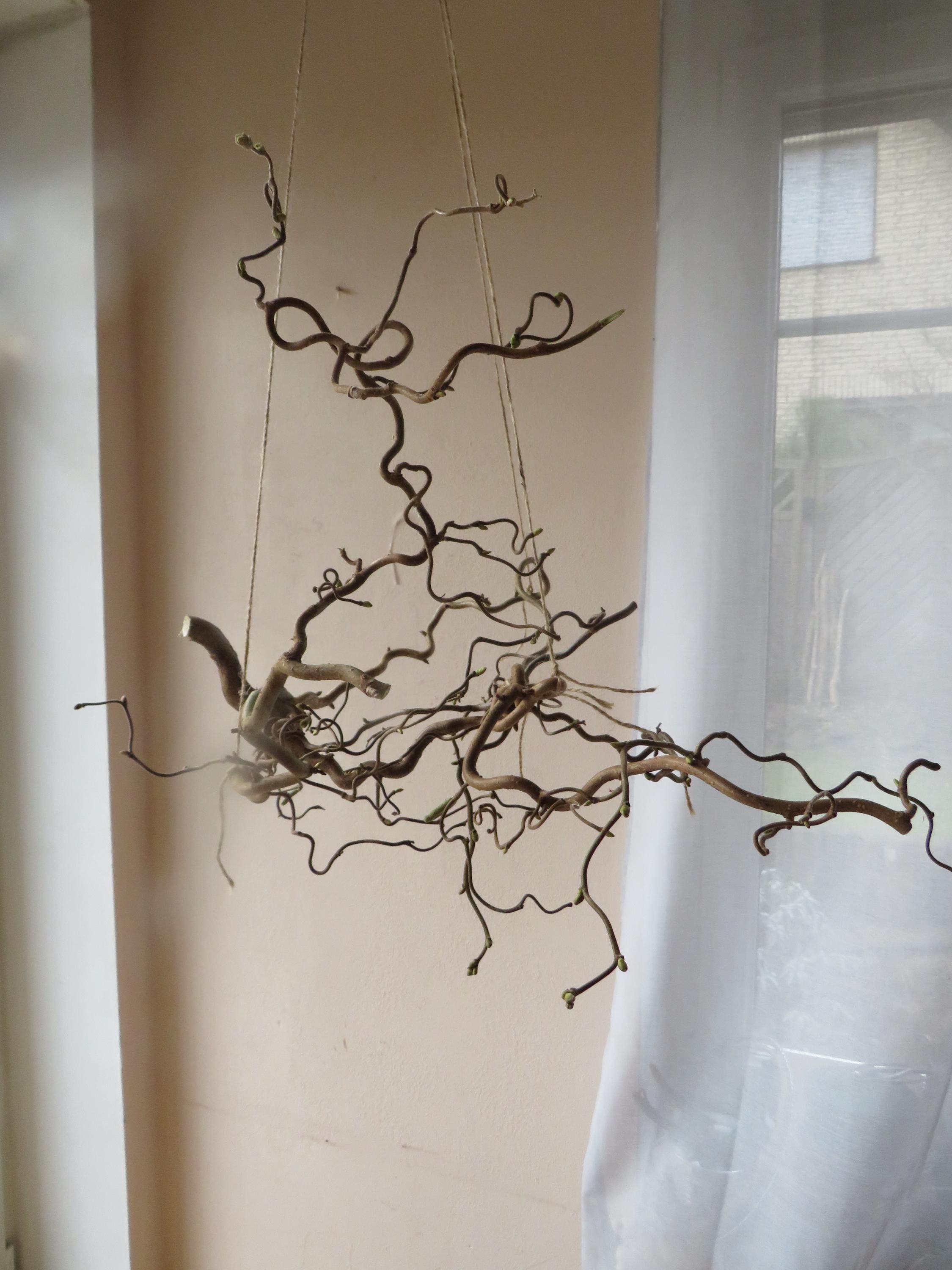 Hängeast Hängedeko Korkenzieher Hasel Deko Fensterdeko Naturdeko Fenster Deko Hängedeko Hängeast
