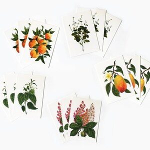 Cartoline di illustrazioni botaniche (mango, castagno, arancia, urtica, basilicum)