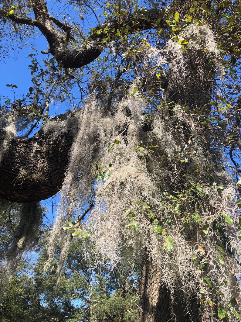 LIVE Spanish Moss Tillandsia Usneoides. Etsy