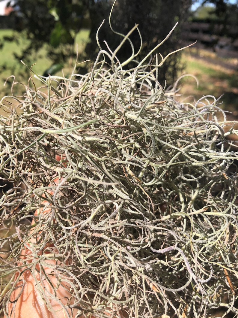 LIVE Spanish Moss Tillandsia Usneoides. Etsy