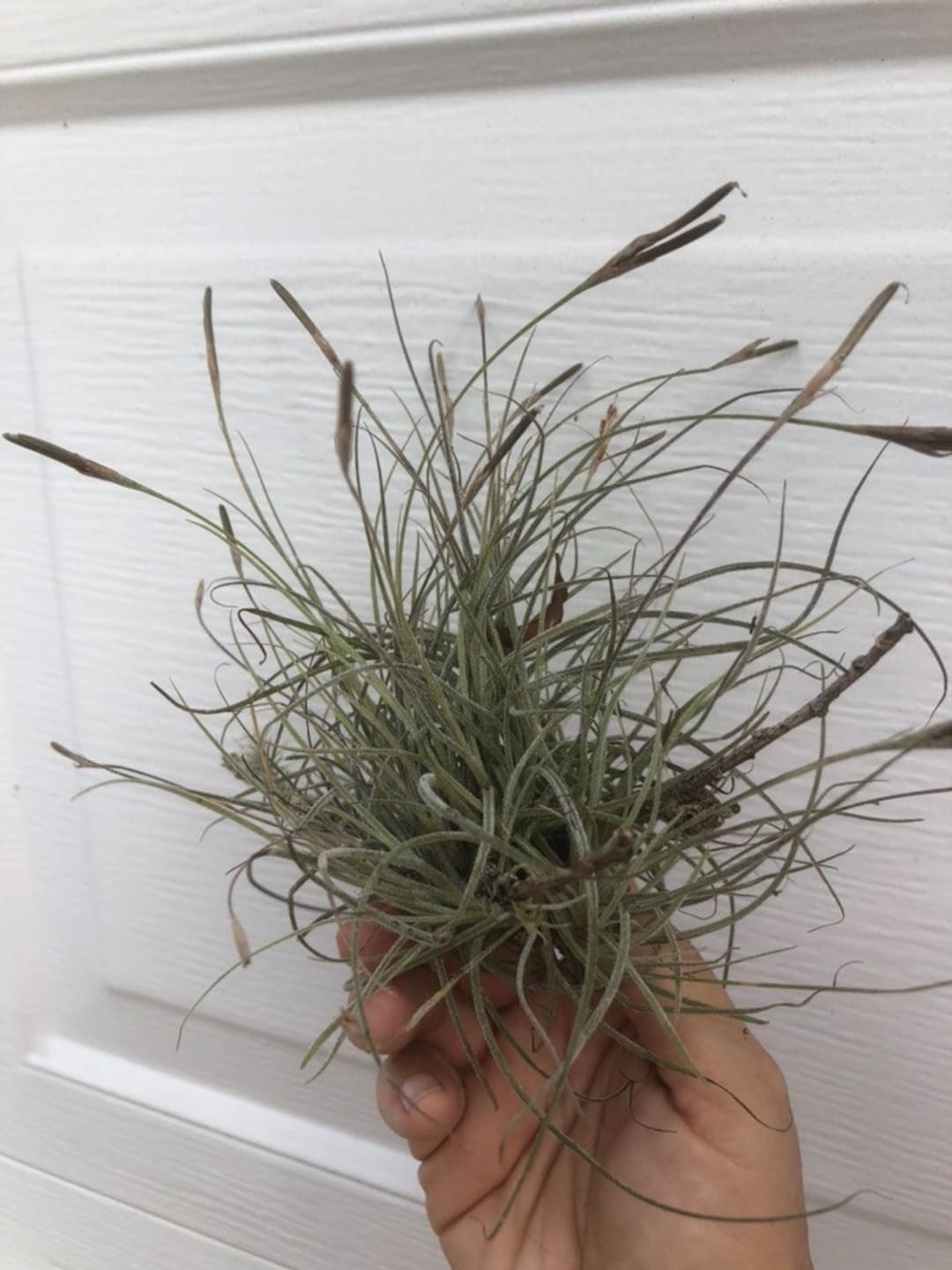 Ball Moss Air Plant Tillandia Recurvata Etsy