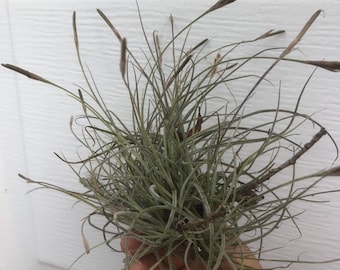 35+ Ball Moss Seeds Air Plant Seeds Epiphyte Seeds Tillandsia Recurvata  Seeds Small Ballmoss Seeds Florida Native Plant Seeds - Etsy