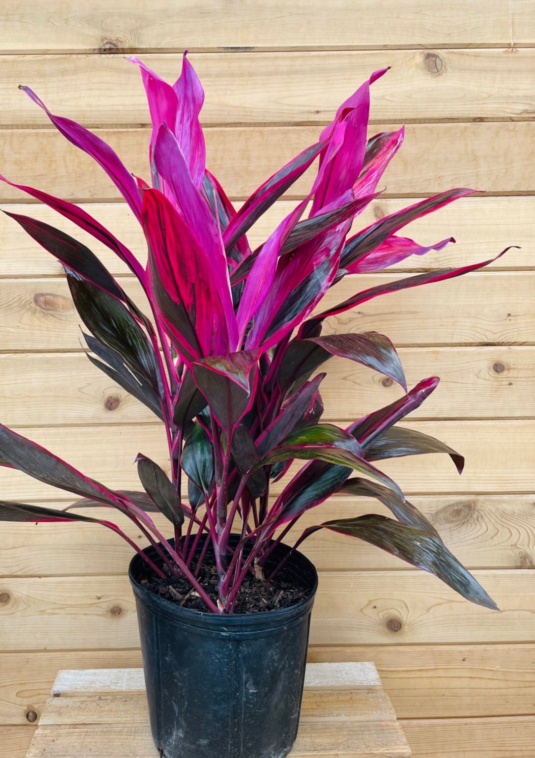 Cordyline Red Sister 2 Gallon Grower Pot 4 Feet Overall Etsy