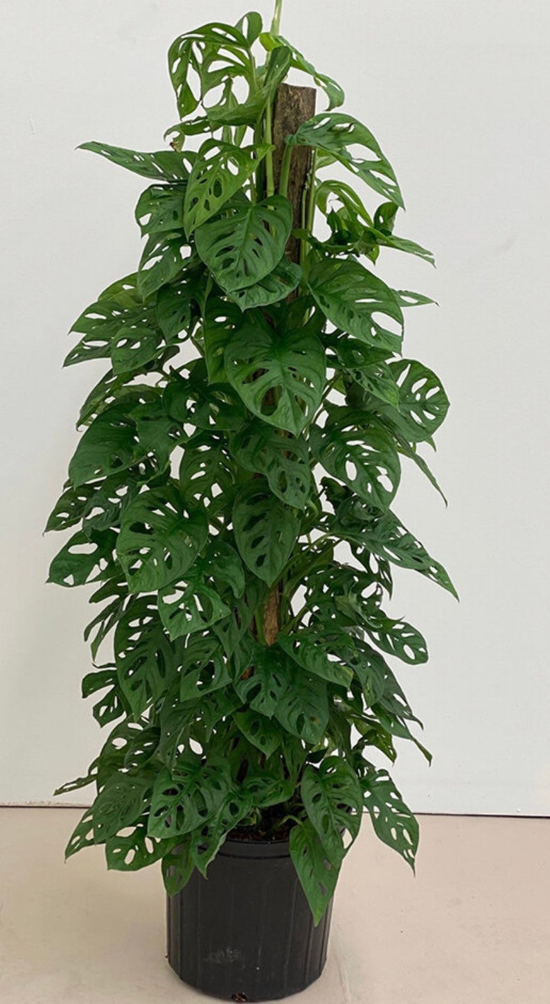 Monstera Adansonii Trellis 2 Gallon Grower Pot 32 36 Etsy