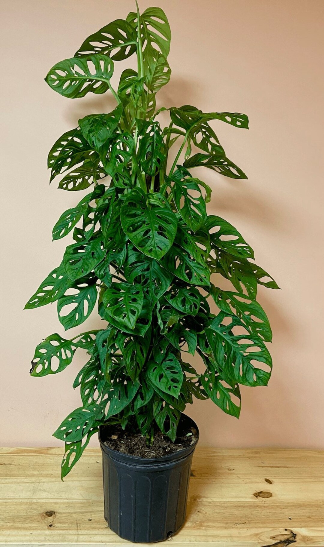 Monstera Adansonii Trellis 2 Gallon Grower Pot 32 36 Etsy