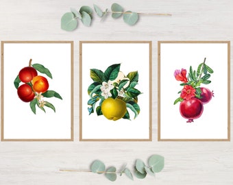 tirages de fruits vintage | Impression de grenade | Art mural pomme verte | Pommes imprimables | art mural pêche imprimable | Décoration murale botanique de cuisine