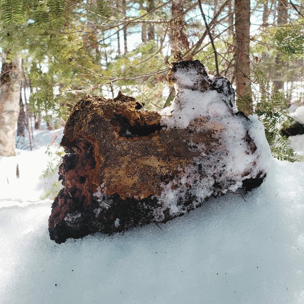 Chaga Mushroom