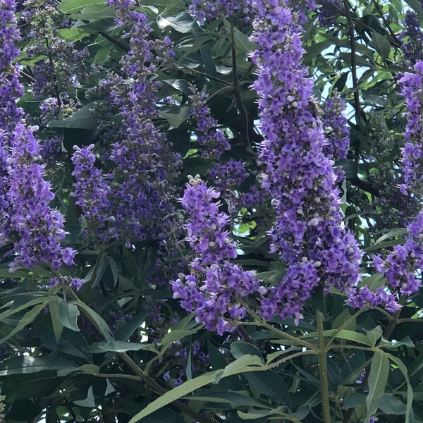 Vitex - Shoal creek