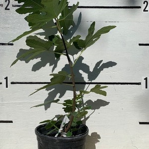 LSU Scotts Black Fig Tree - 1 gallon