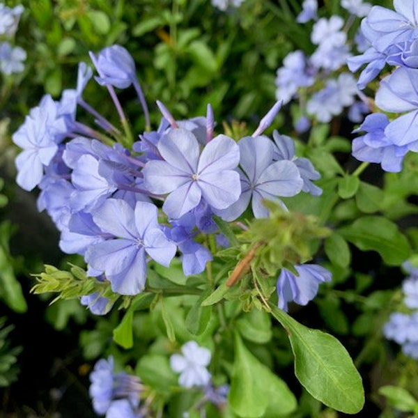 Imperial Blue Plumbago - 1 gallon